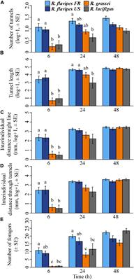High Exploration Behavior of Termite Propagules Can Enhance Invasiveness